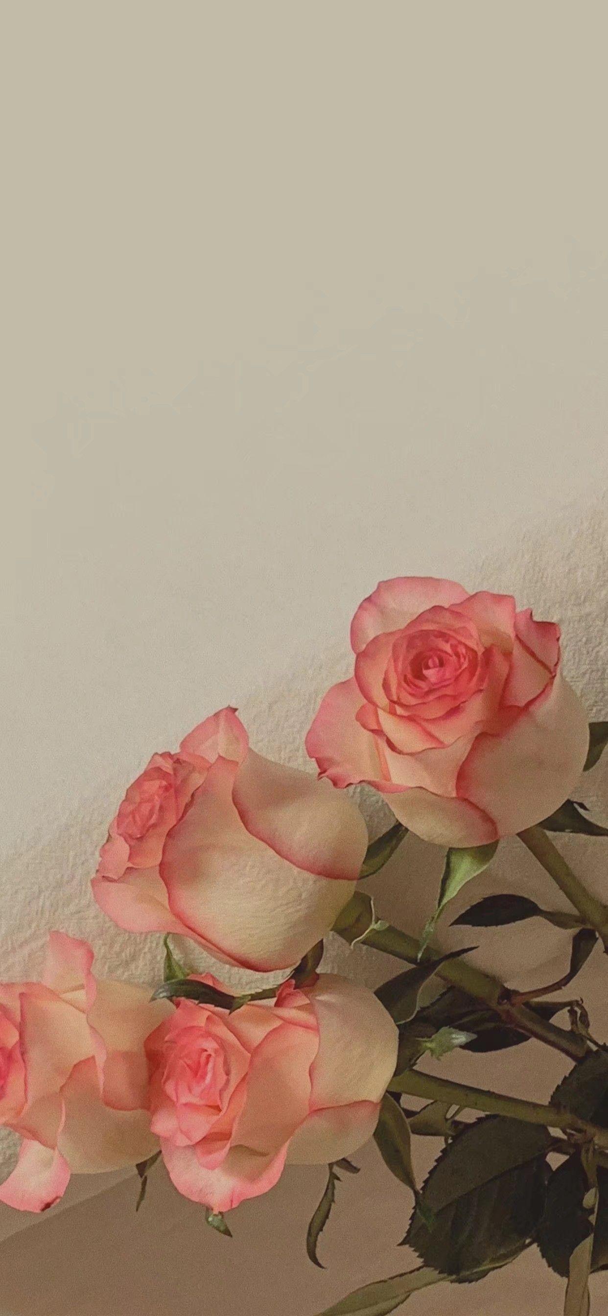 有没有好看的玫瑰花壁纸