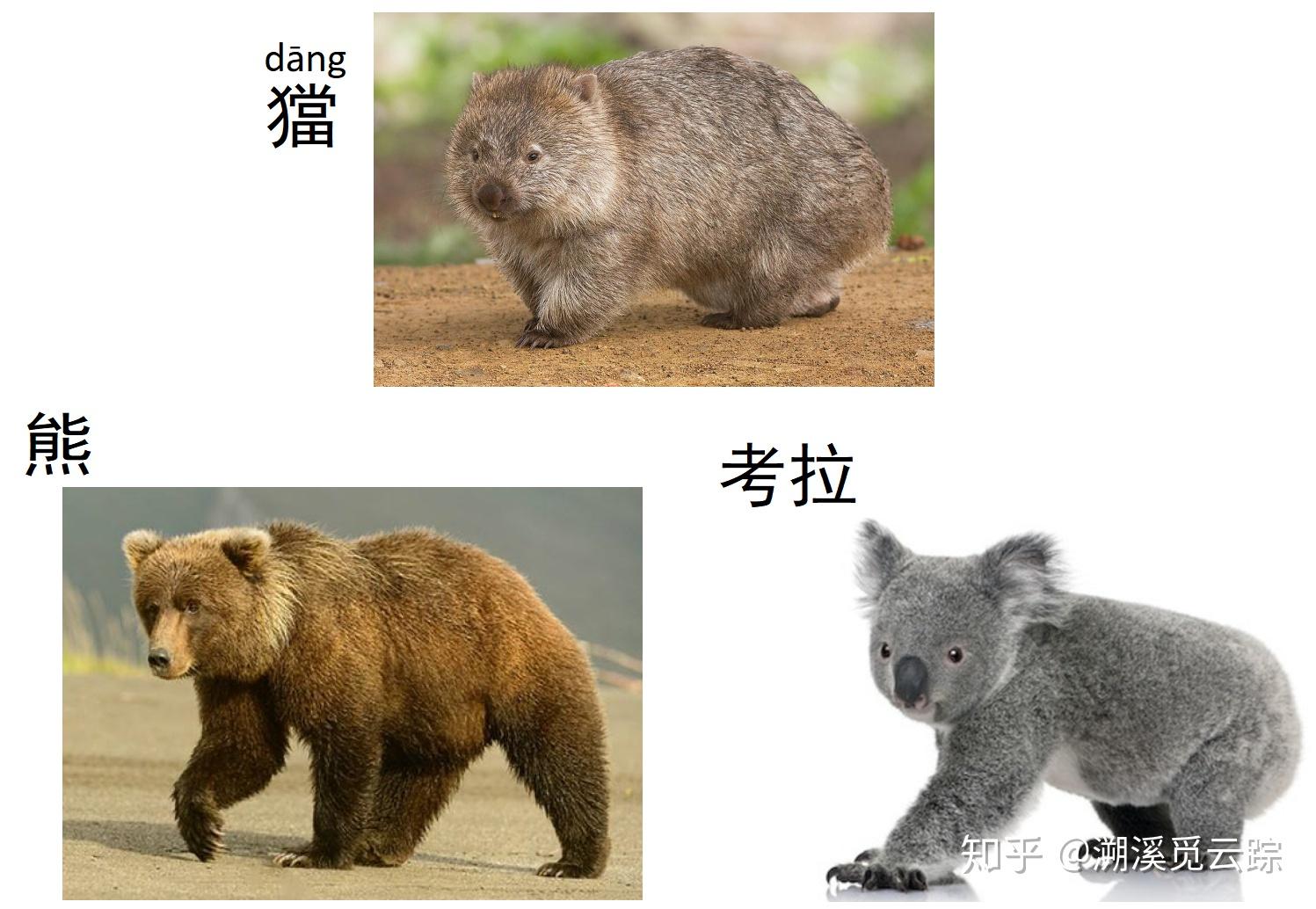 有哪些现实存在的动物名字比较生僻或者说名字属于生僻字