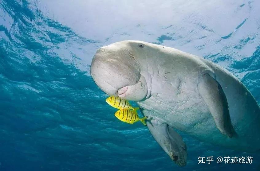 皇帝贡品-红树海榄花蜜，最值得一试的蜂蜜 - 知乎