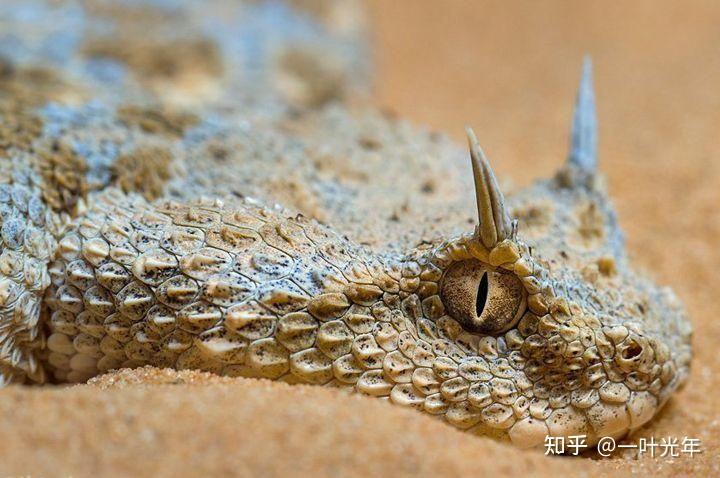 头上长刺是什么蛇? - 知乎