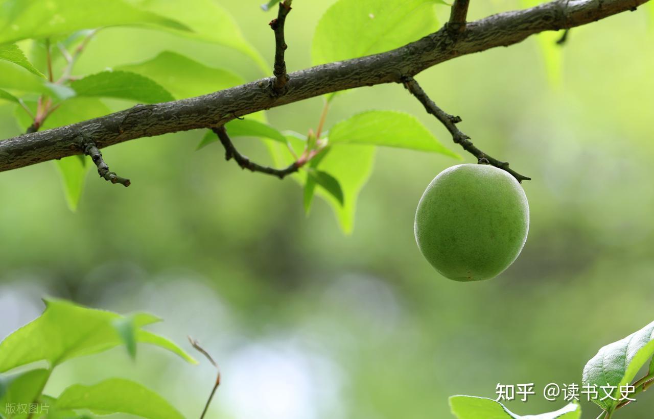 什么是早梅、晚梅、空梅、倒黄梅、重梅？有什么区别和影响？ 知乎 