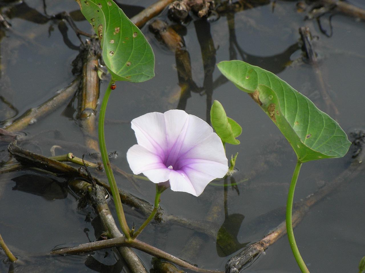 5. 快手毛巾荷花折