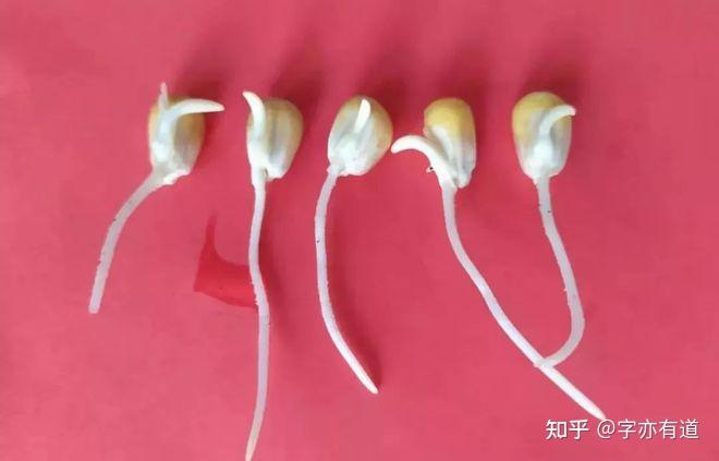 玉米发芽全过程 - 知乎