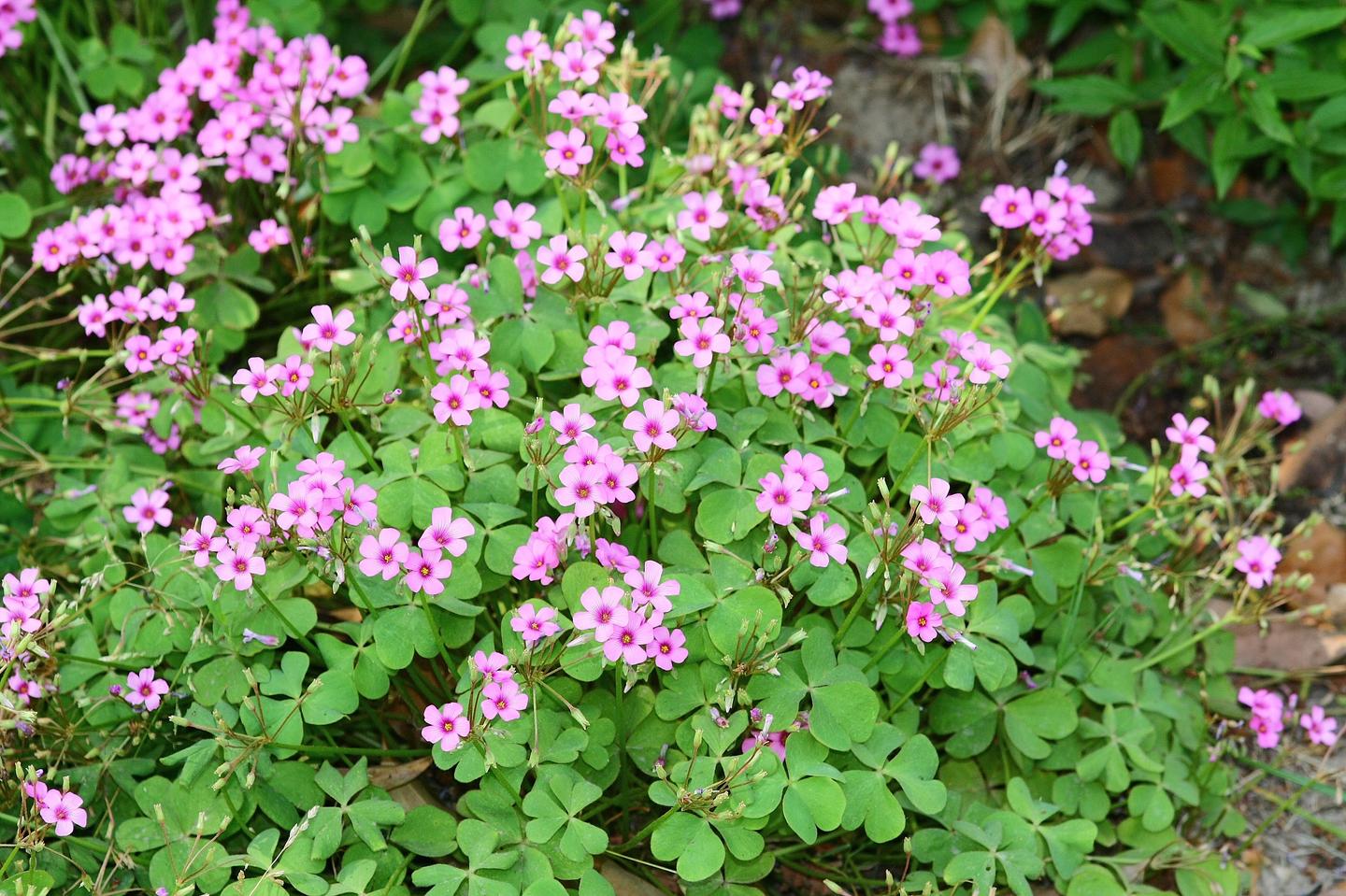 一图识别 红花酢浆草 知乎