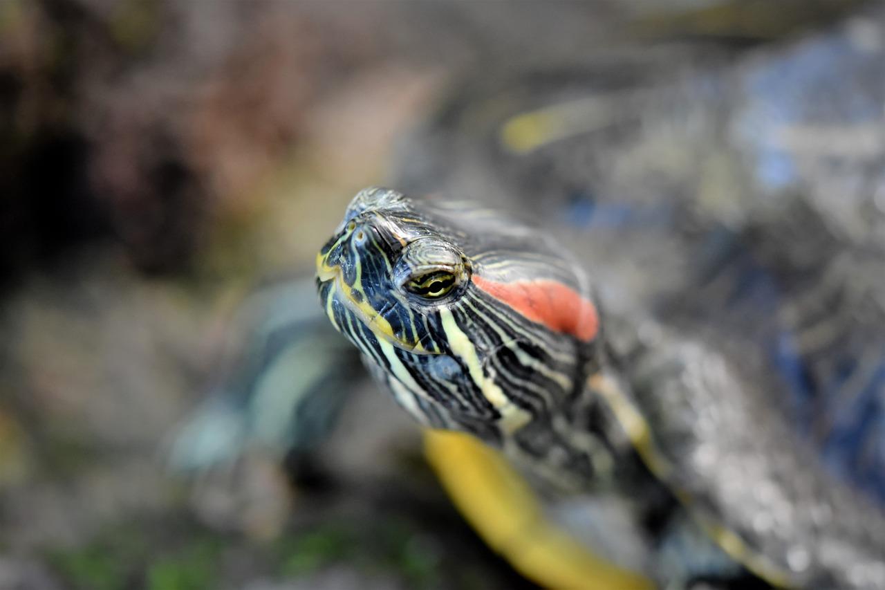 家里养的乌龟怎么过冬