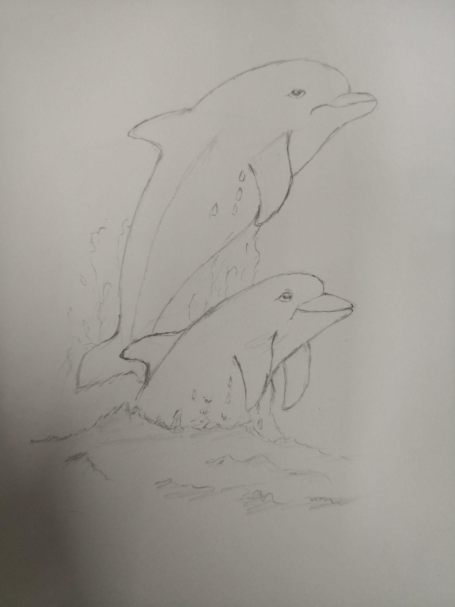 海豚素描画图片大全图片