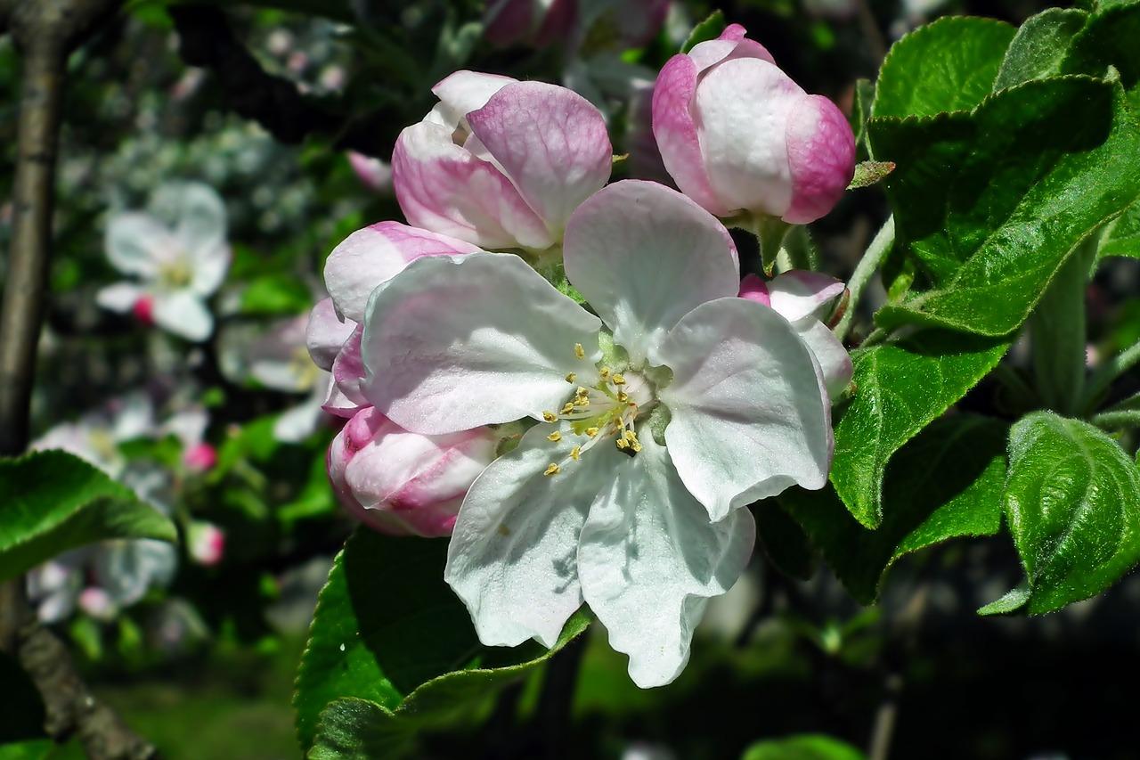 4. 苹果6市场行情