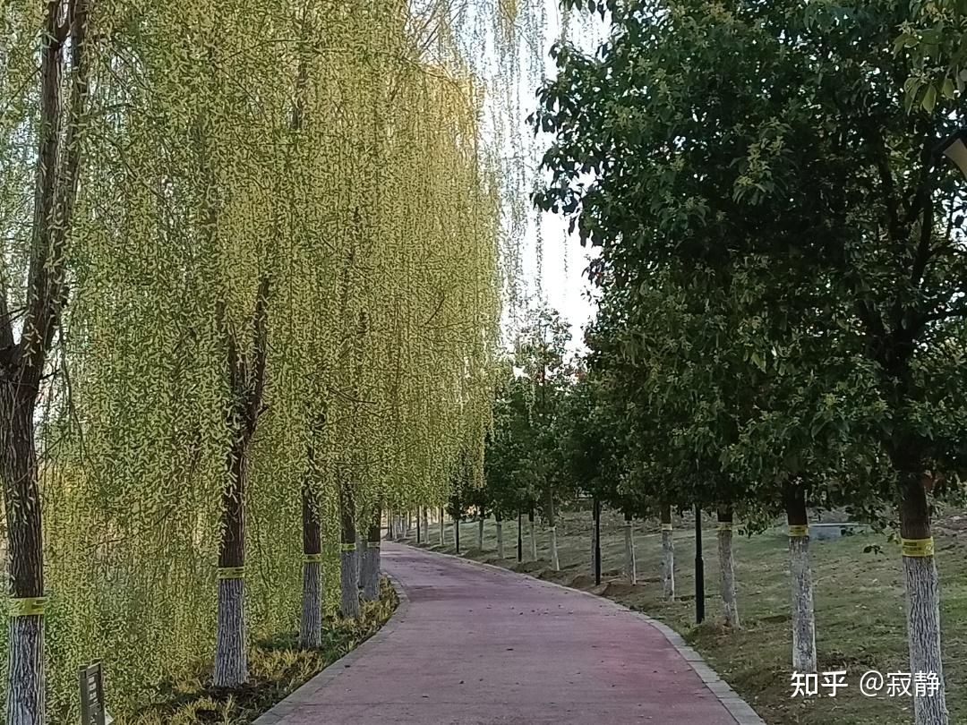 读丰子恺《杨柳》——杨柳之“垂”，方知生命谦卑 - 知乎