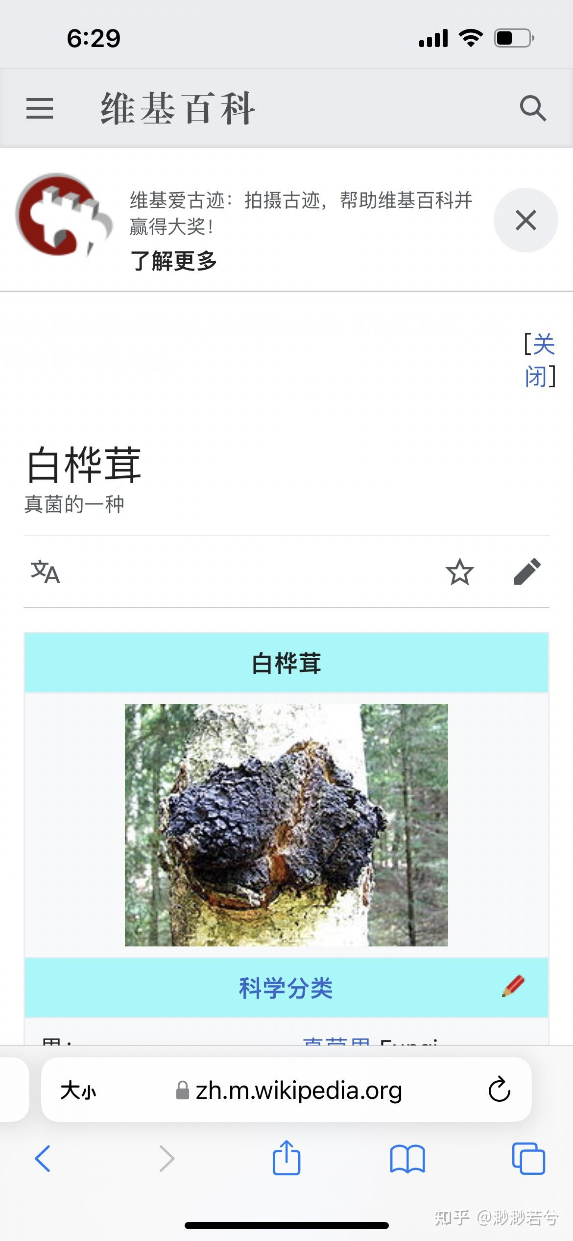 桦树茸就是骗局图片