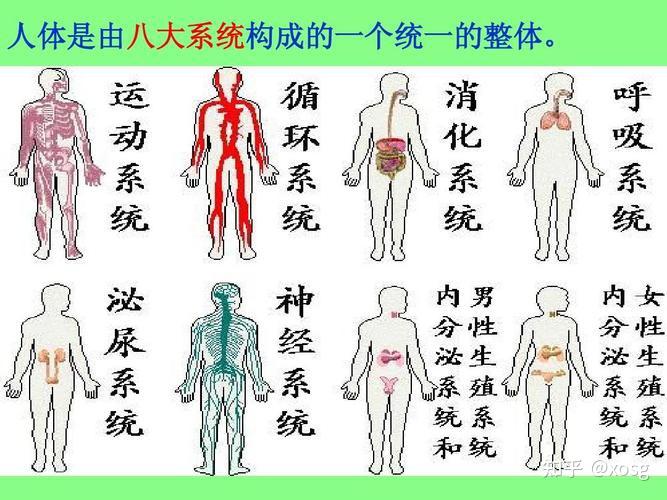 人体8大系统的组成 - 知乎
