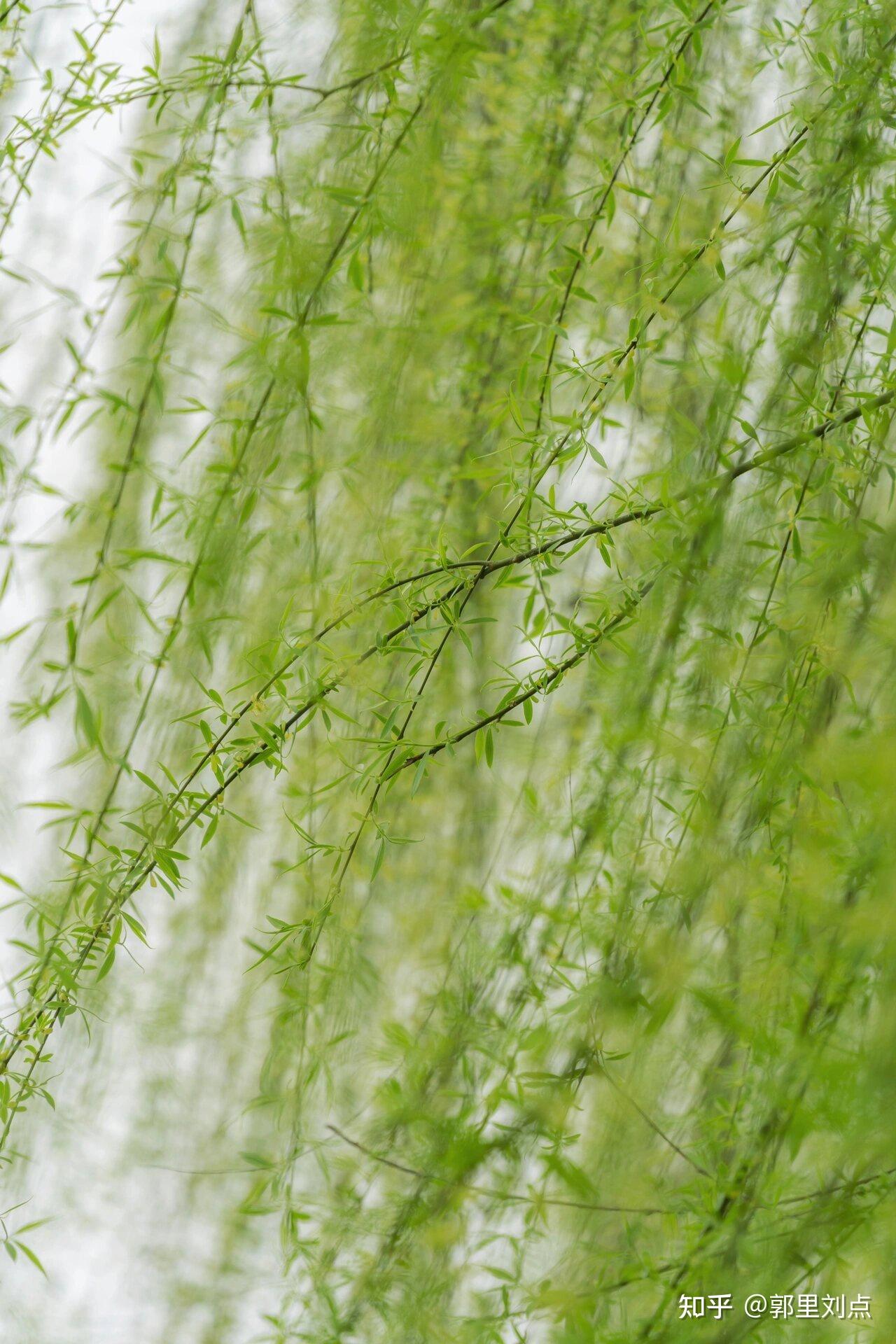 清明时节雨纷纷