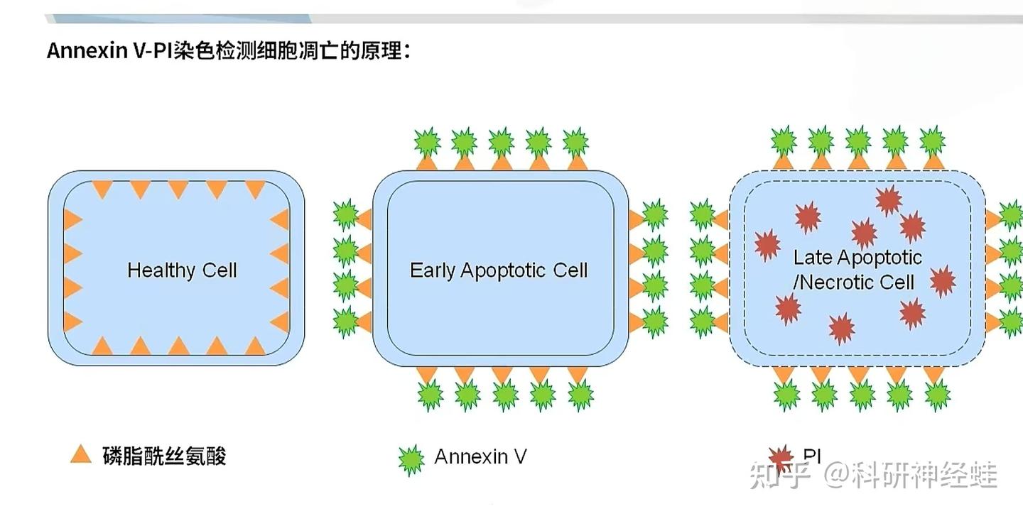 双染色检测细胞凋亡———实验入门全解析 - 知乎