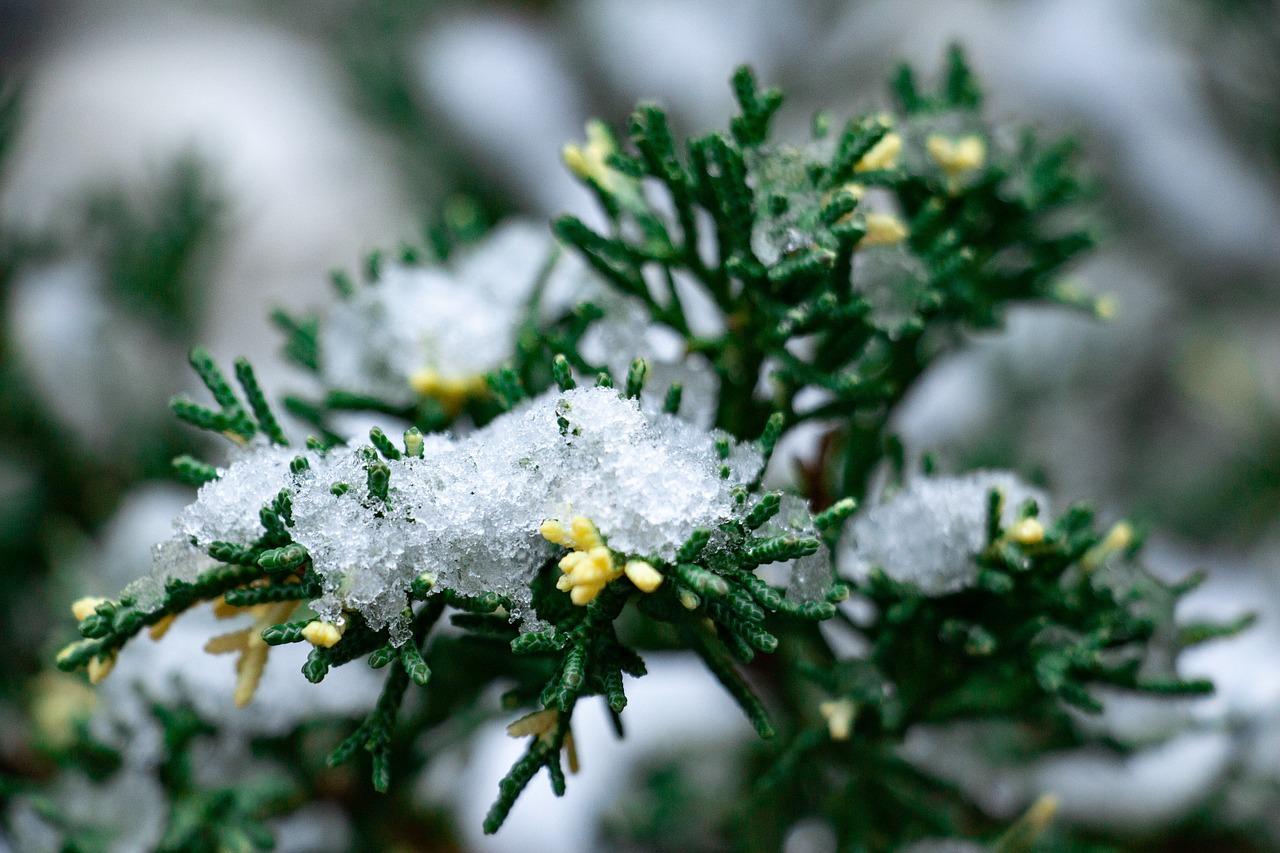 如何分辨崖柏木真假