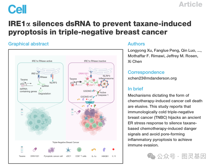 Cell | 安德森癌症中心陈曦团队发现IRE1α促进三阴性乳腺癌免疫逃逸 - 知乎