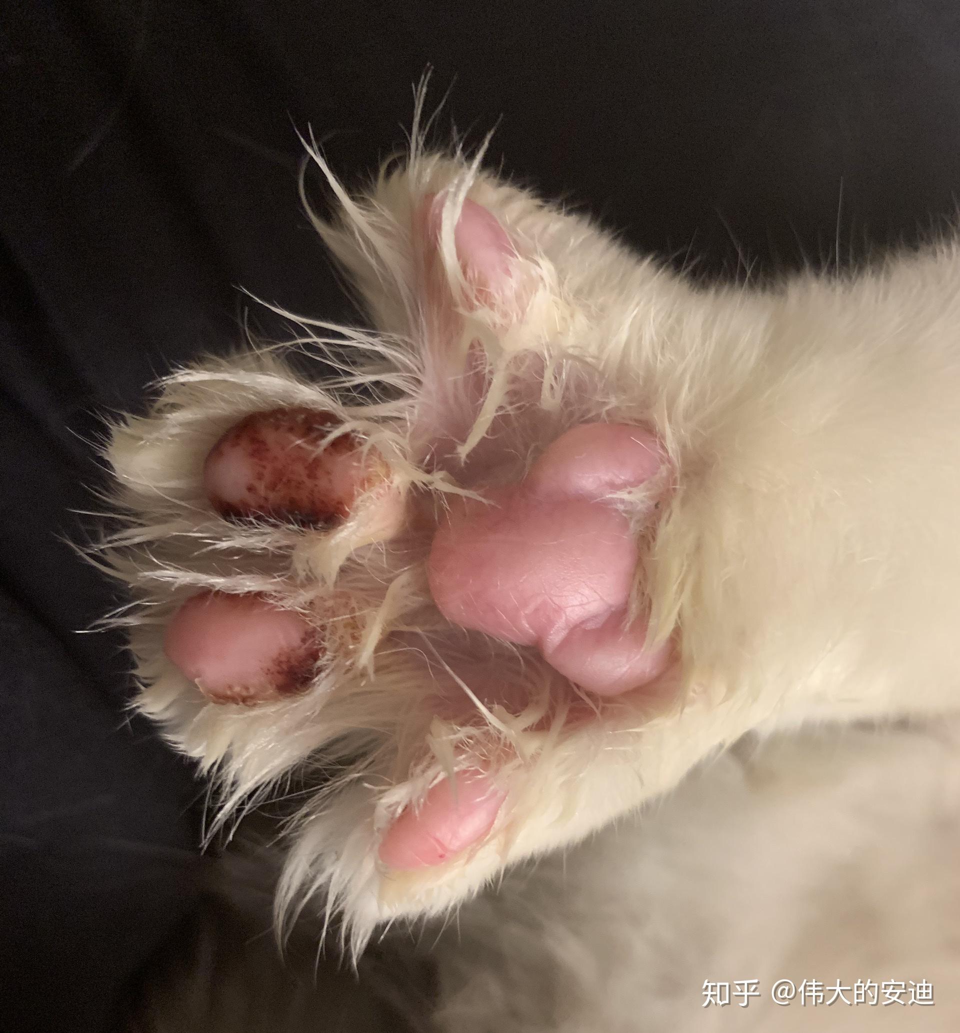 猫的爪子肉垫常见病图片