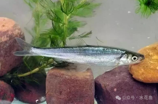 20个优异特色水产养殖种质资源:淡水鱼类11种和海水鱼类9种共两大类 - 知乎