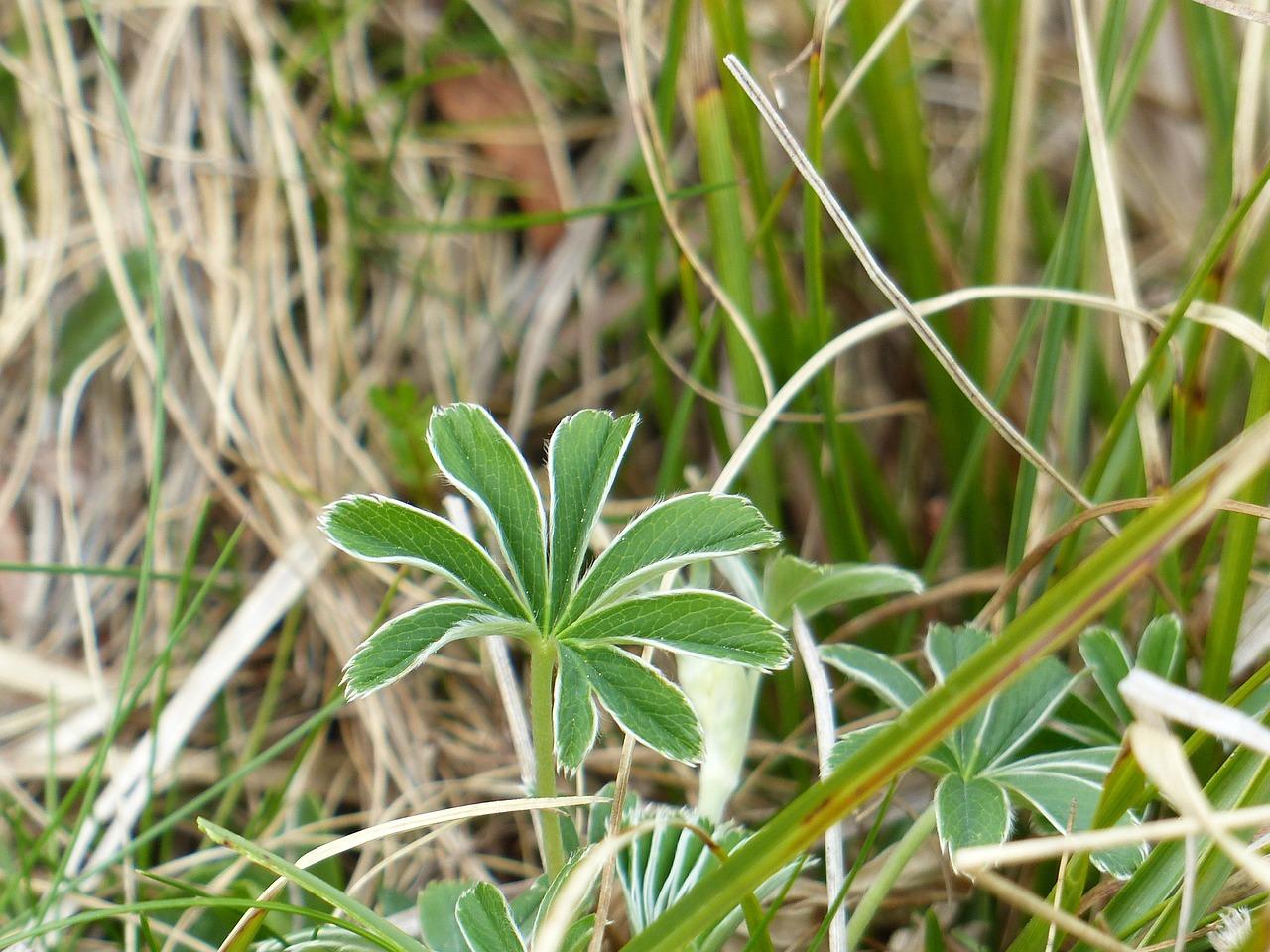 圆叶子是什么花