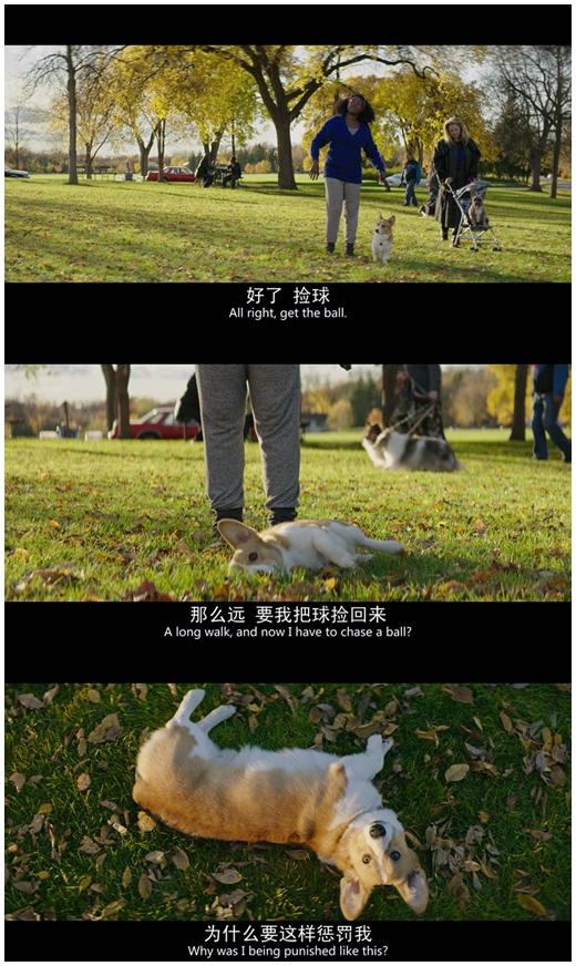 电影一条狗的使命中有哪些让你印象深刻的台词