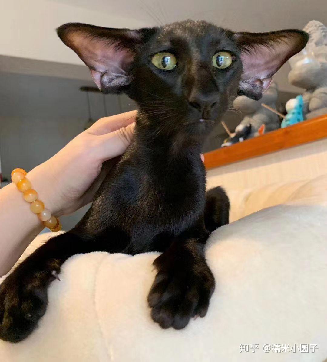 东短立耳和飞机耳有什么区别飞机耳健康吗跟折耳性质一样吗