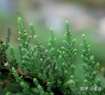 藏药中的甘露——水柏枝 - 知乎
