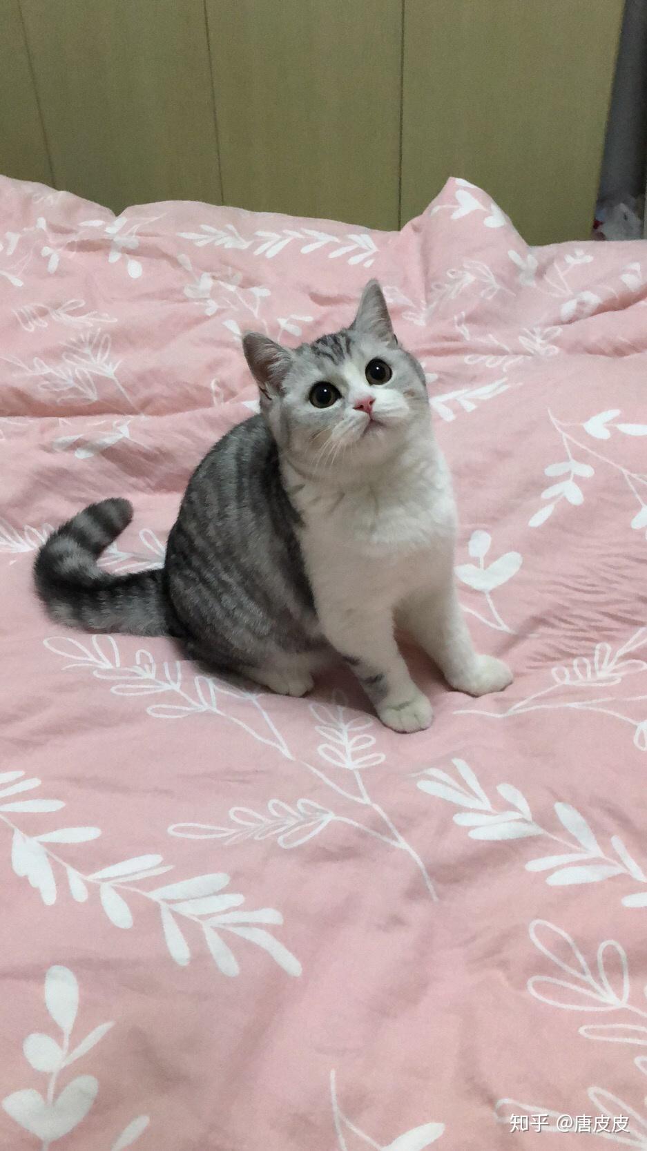 蓝白英短和银渐层交配会是什么颜色