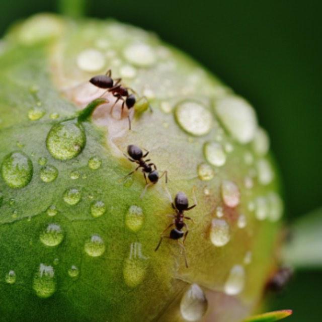 一滴雨能砸死一只蚂蚁吗？