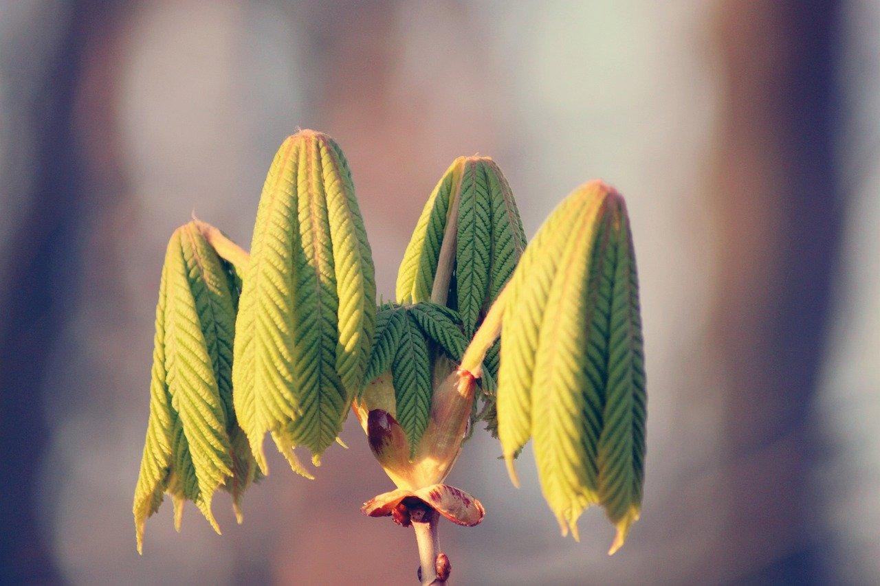 5. 病虫害预防措施