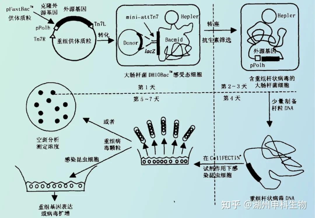生物制品领域杆状病毒表达系统的应用和宿主残留核酸风险控制 - 知乎