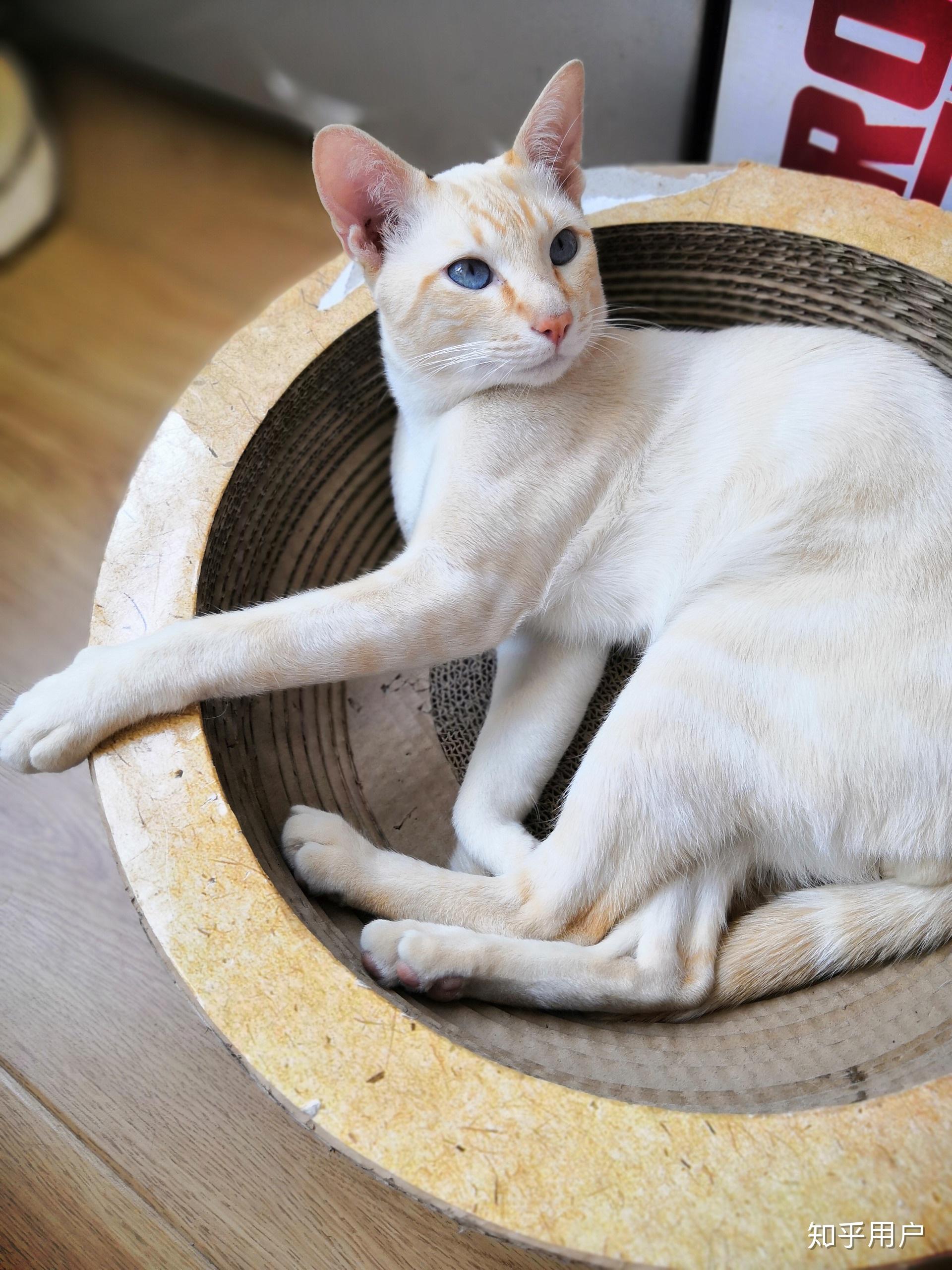 请问这是红重点暹罗吗? - 知乎