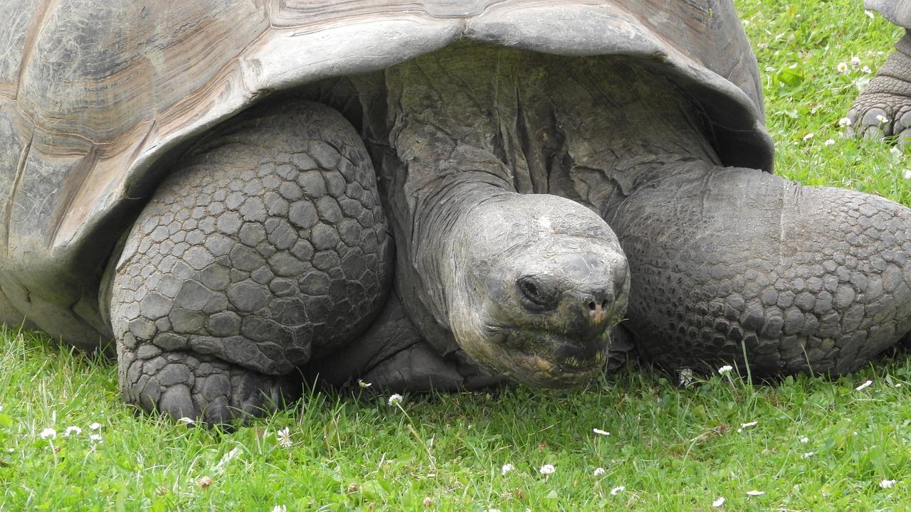 乌龟的冒险经历