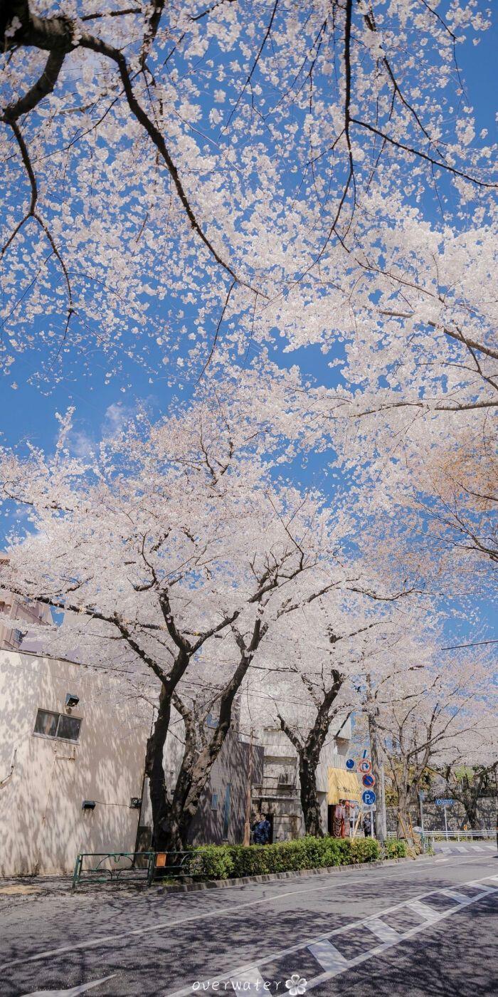 求一張日本風景照,壁紙頭像都行,圖片裡不要有人和交通工具.? - 知乎