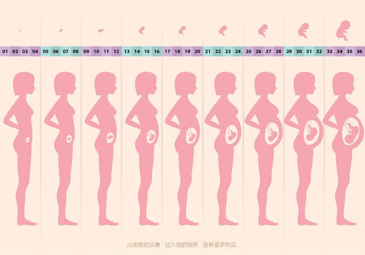 怀孕周期应该从哪天开始算 知乎