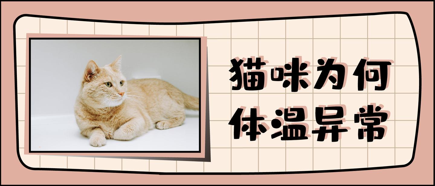 猫咪持续 反复发烧怎么办 哪些原因会引发无名高热 知乎 猫咪持续 反复发烧怎么办 哪些原因会引发无名高热 知乎