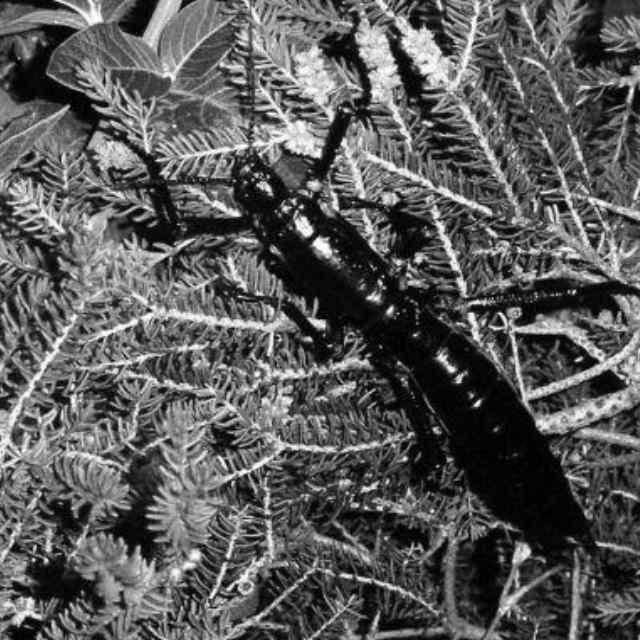 有没有快灭绝，最后被人类救活的动物？