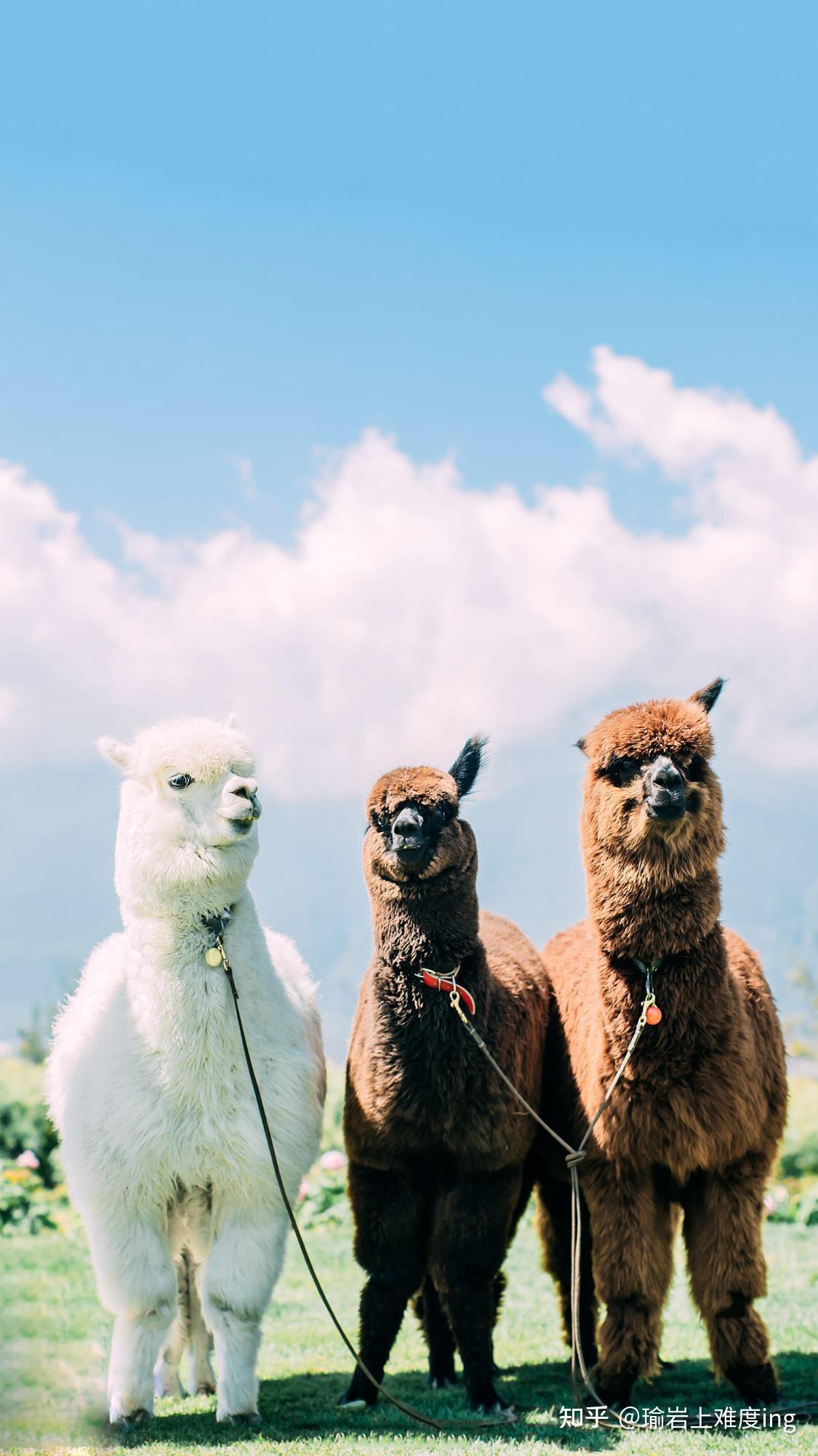 你帮NPD后反被挑剔贬低不屑为什么？ - 知乎