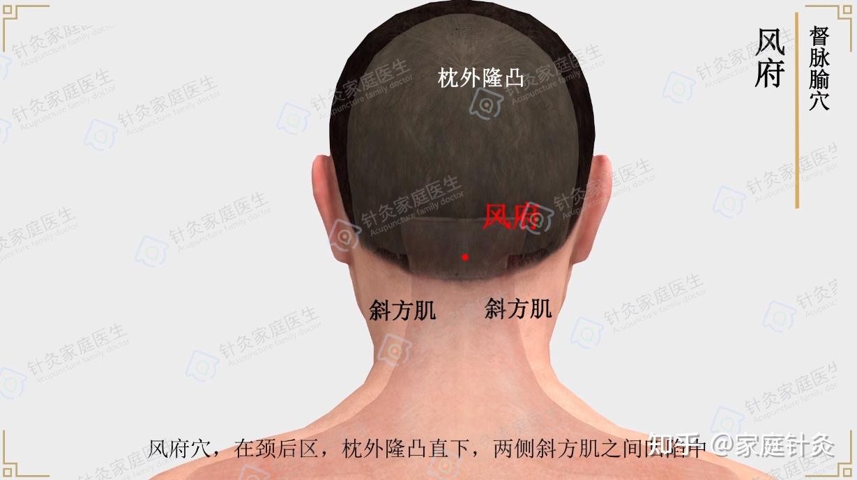 【穴以致用】风府穴——清热散风、通关开窍！ - 知乎