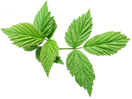 2. 槐米营养价值