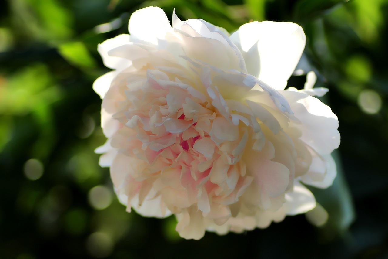 盆栽芍药什么时候开花