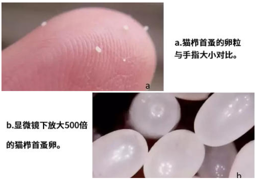 家里养了只猫咪家里的跳蚤怎么除掉啊