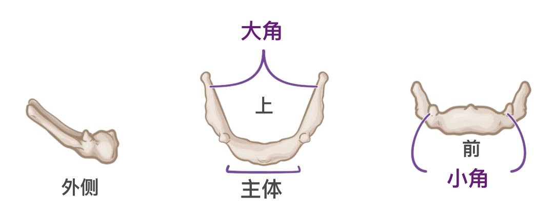 人体解剖学基础：颈部骨骼 - 知乎