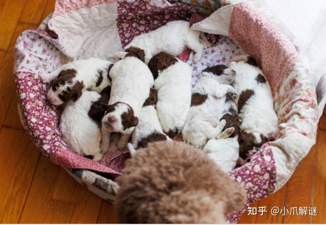 小奶狗刚出生,如何科学照顾?从保温到排泄,这篇超详细指南请收好! - 知乎
