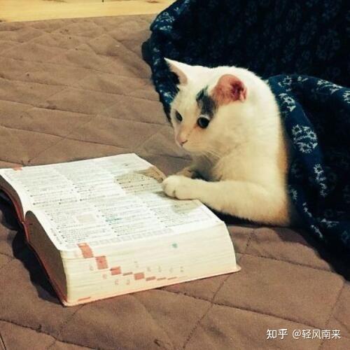 有没有小猫咪看书或者学习的头像? - 知乎
