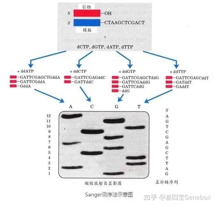 SNP检测怎么选？一文理清SNP基因分型常用技术手段 - 知乎