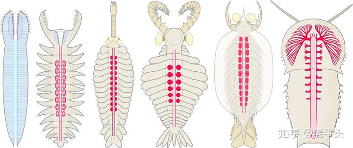 节肢动物，恐虾纲，异虫纲三者之间的演化关系是怎样的？