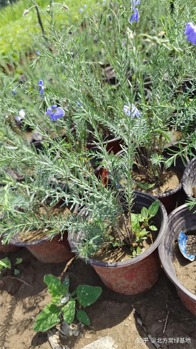 基肥2,蓝花亚麻喜欢阳光充足的环境,无论是露地种植还是盆栽,都要选择