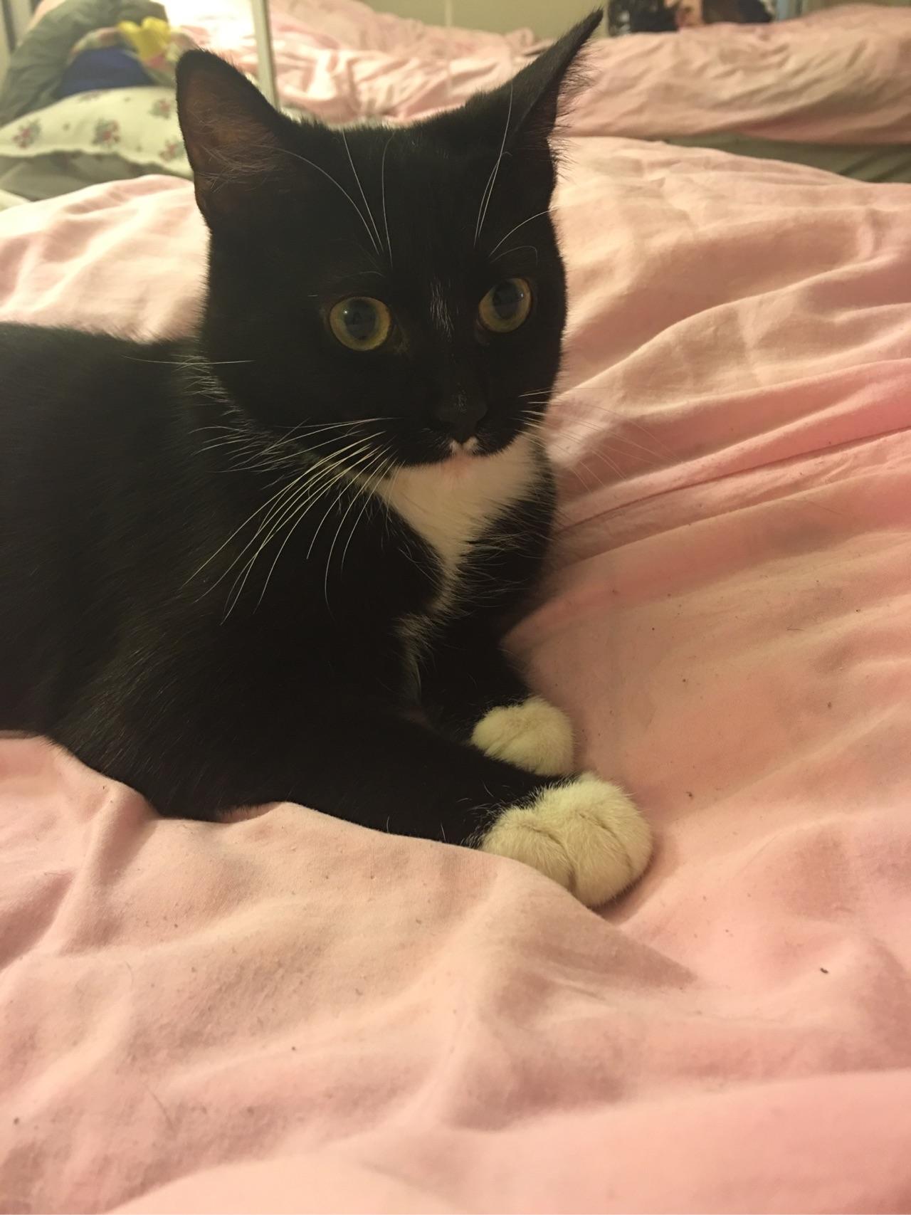 如何用手机拍好一只乌云盖雪的猫