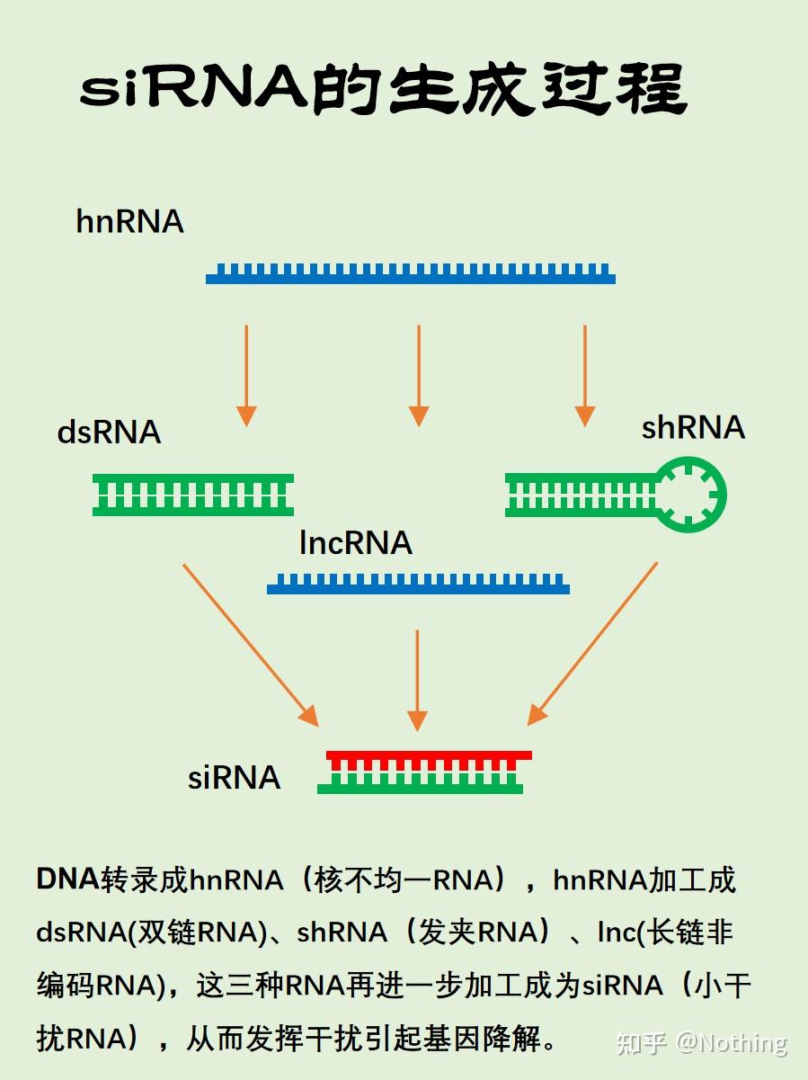 图解转录调控过程---基因过表达、基因沉默、RNA干扰 - 知乎
