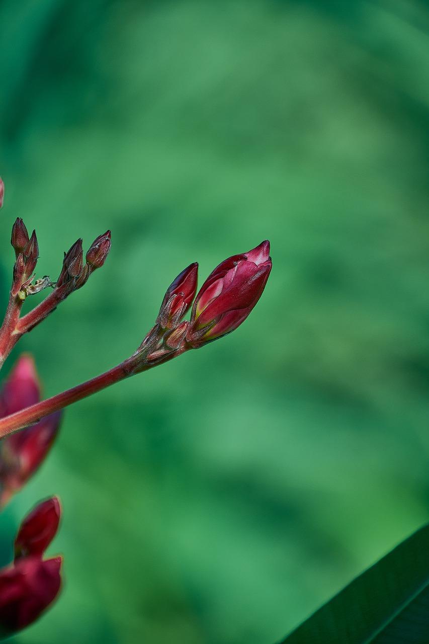 4. 耐寒耐热植物