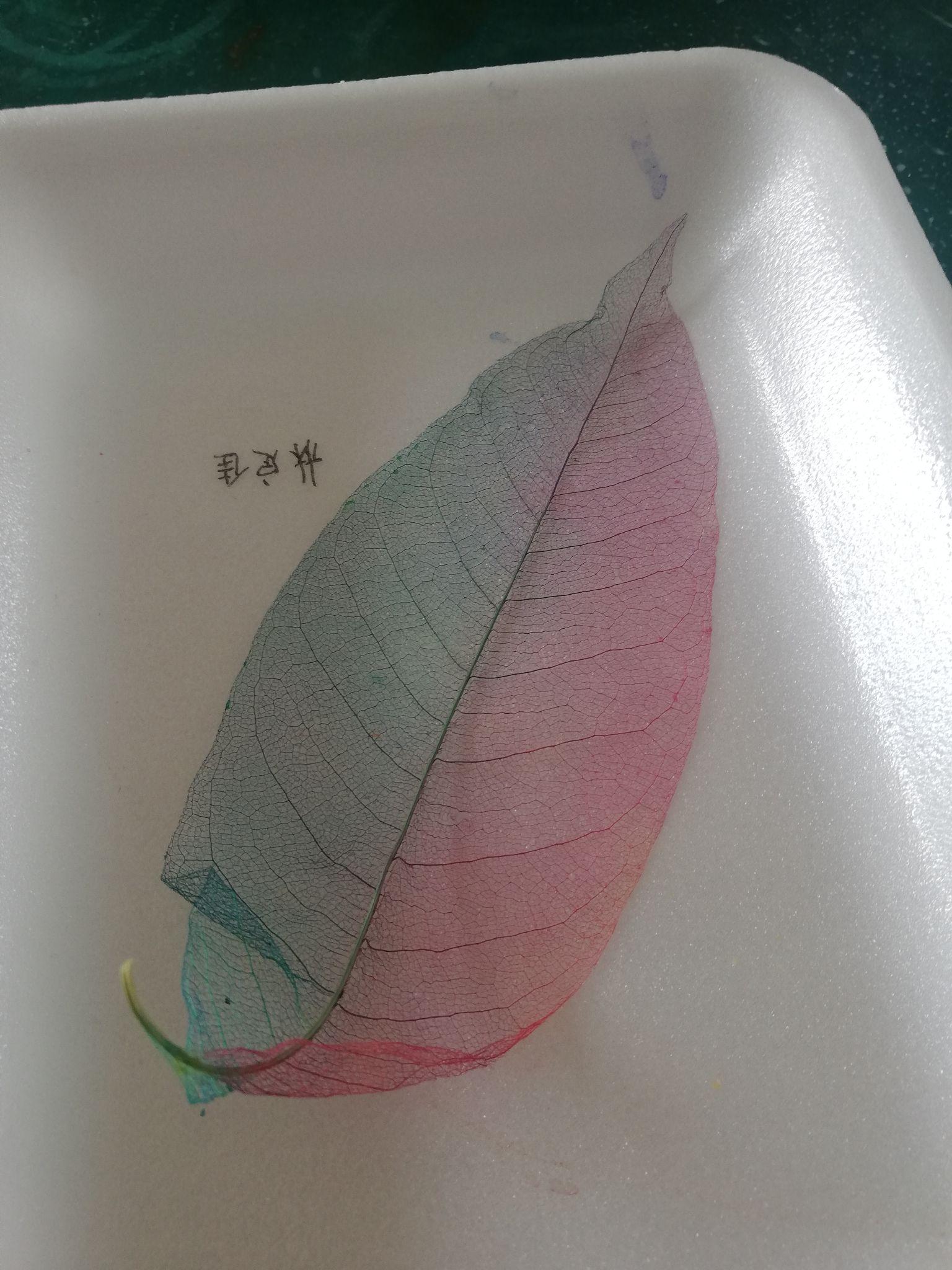 葉脈書籤怎麼製作