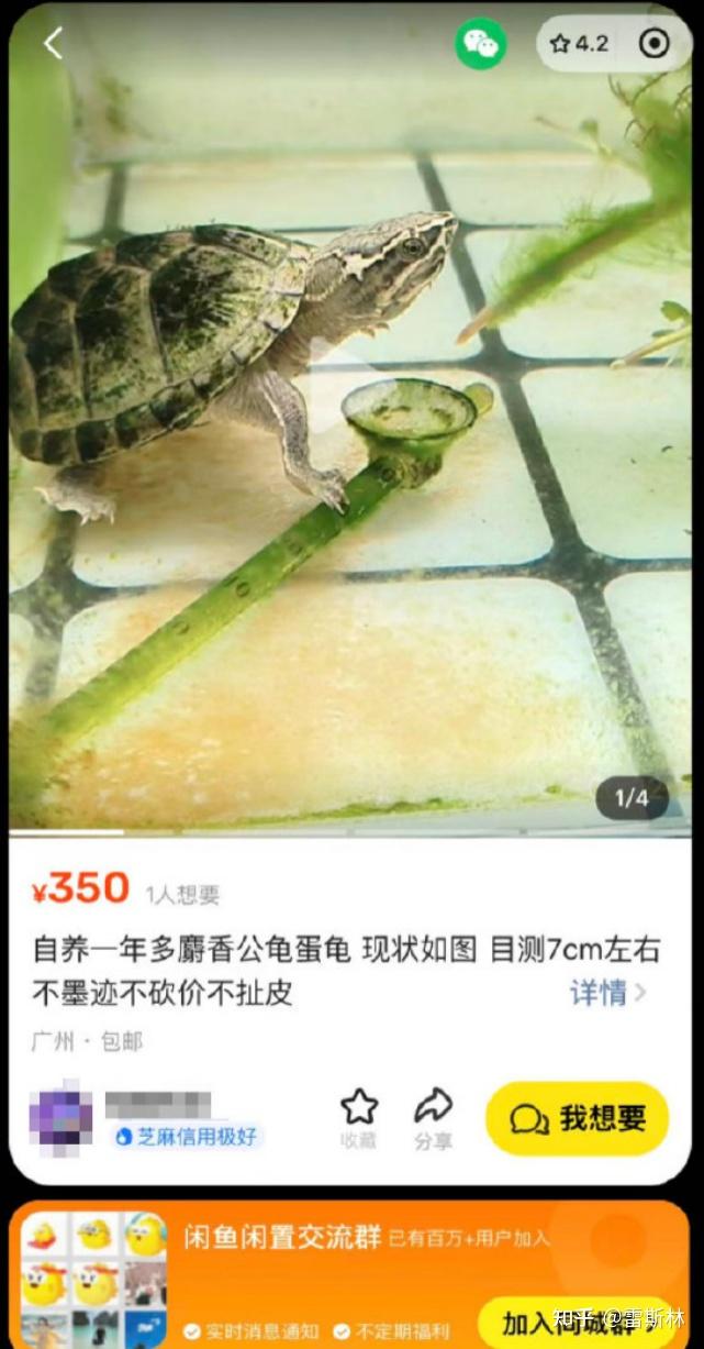 这只8888万的乌龟，像不像你被套牢的股票和房产？ - 知乎